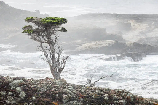 Small Cypress - Point Lobos, by Steven Castro-PurePhoto