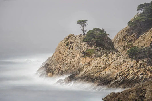 Small Cypress on Point - Point Lobos, by Steven Castro-PurePhoto