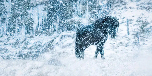 Snow Globe, by Carys Jones-PurePhoto