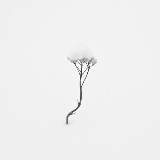 Snow Shapes Study 1, by Bryce Olsen-PurePhoto