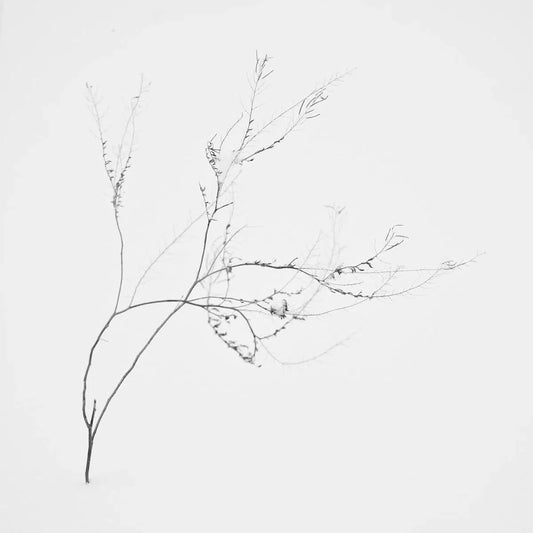 Snow Shapes Study 4, by Bryce Olsen-PurePhoto