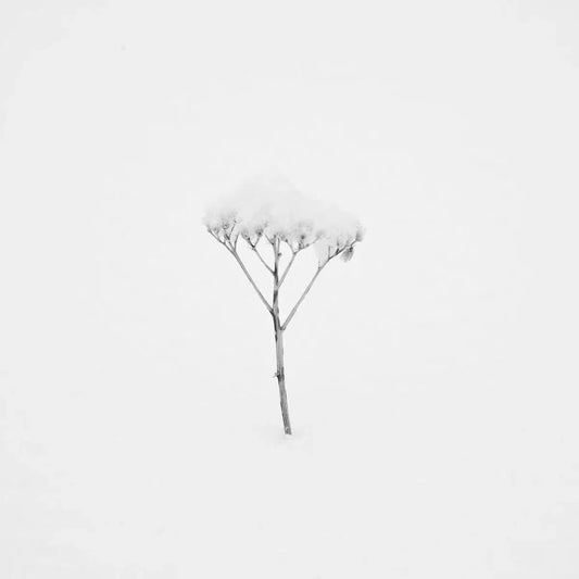 Snow Shapes Study 5, by Bryce Olsen-PurePhoto