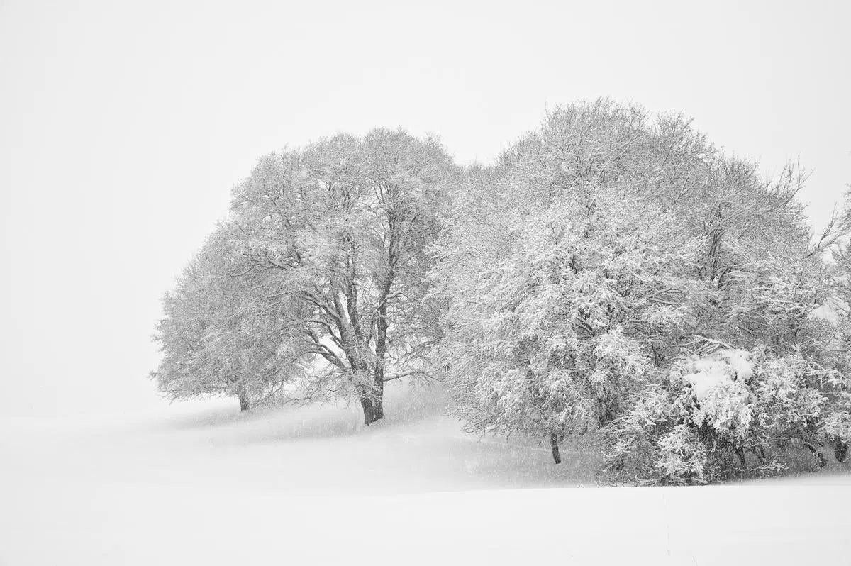 Snow Trees Study 1, by Bryce Olsen-PurePhoto