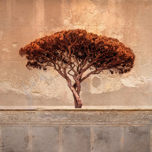 Sorrento, by Grace Macqueen-PurePhoto