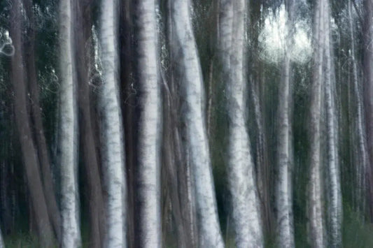 Spirits of Trees, by Anna Ulmestrand-PurePhoto