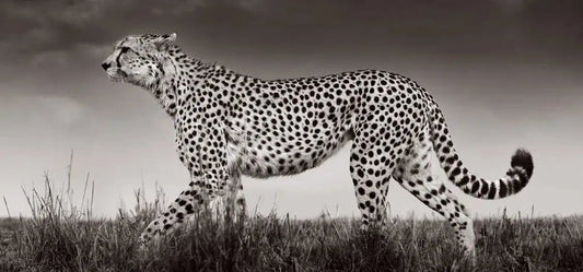 Spotted on the Plains, by Drew Doggett-PurePhoto