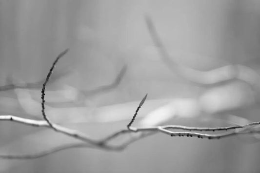 Spring Buds, by Robert Houser-PurePhoto