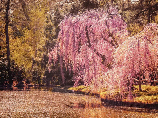 Spring - New York, by Vivienne Gucwa-PurePhoto