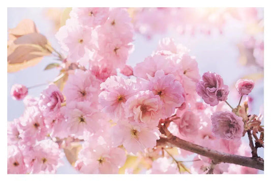 Spring Sunshine Pink Blossom, by Natalie Kinnear-PurePhoto