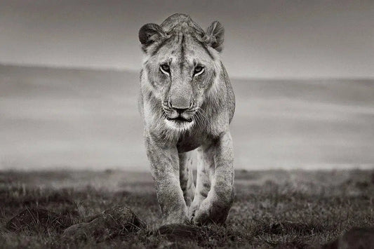 Steady, by Drew Doggett-PurePhoto