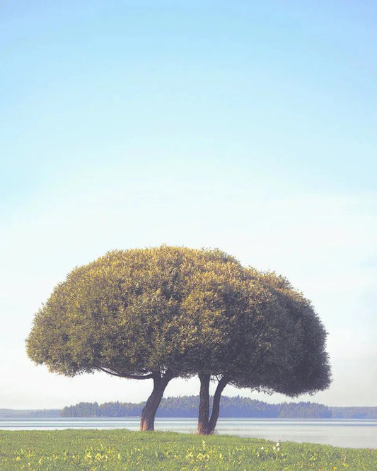 Summer Shore, by Ari Salmela-PurePhoto