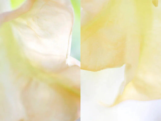 Sway, by Nicole Katano-PurePhoto