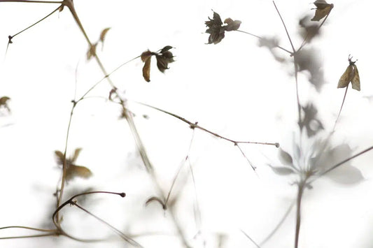 TRACERY, by Nicole Katano-PurePhoto