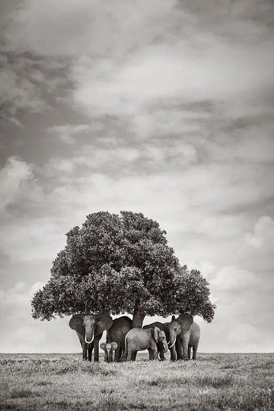 The Gathering, by Drew Doggett-PurePhoto