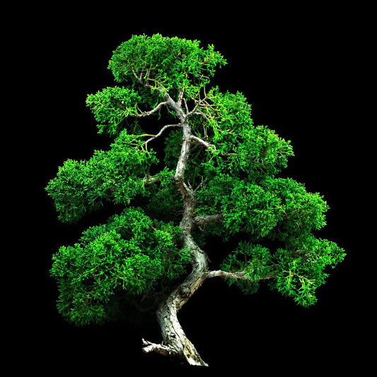 The Giving Tree, by Pablo Luna-PurePhoto