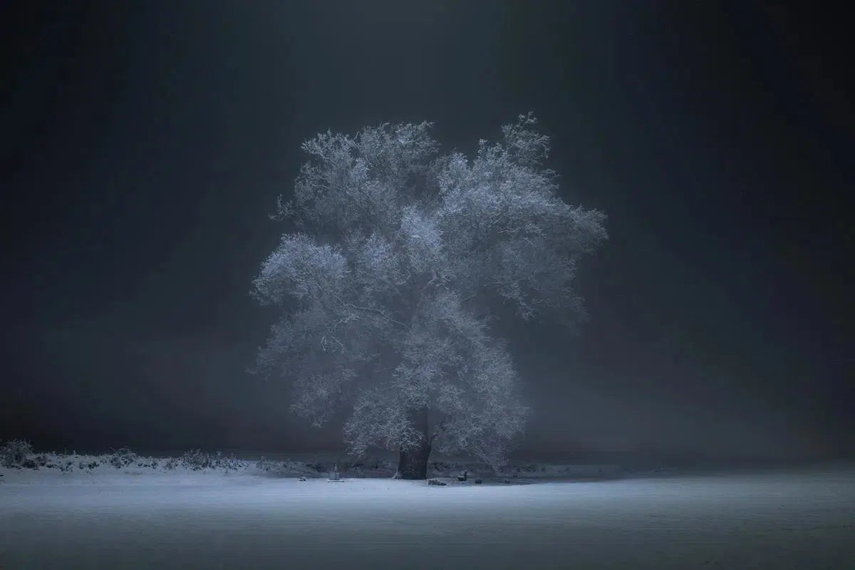 The Haloed Tree #1, by Garret Suhrie-PurePhoto