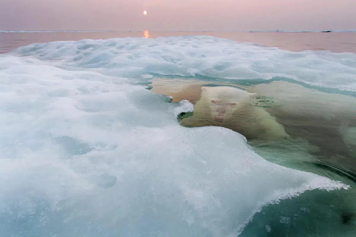 The Ice Bear, by Paul Souders-PurePhoto