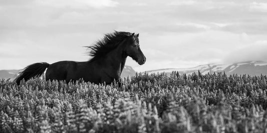 The Little Black Horse, by Carys Jones-PurePhoto