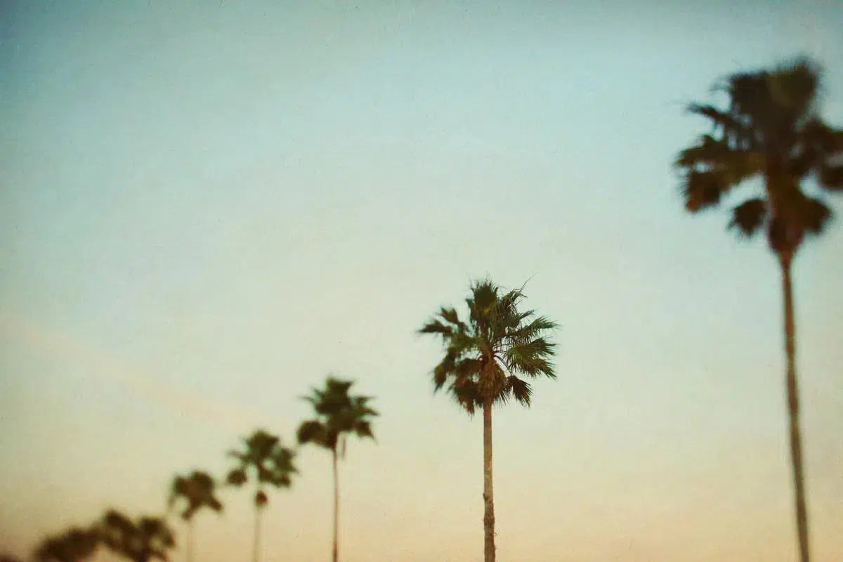The Palms 3, by Alicia Bock-PurePhoto