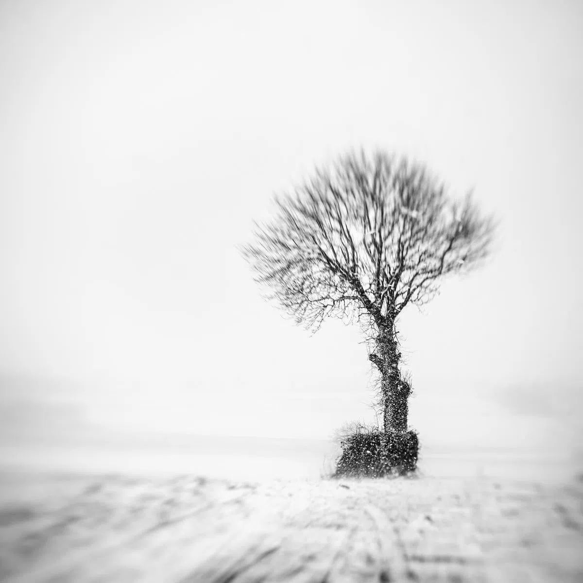 The Tree That Knew Me, by Maggy Morrissey-PurePhoto
