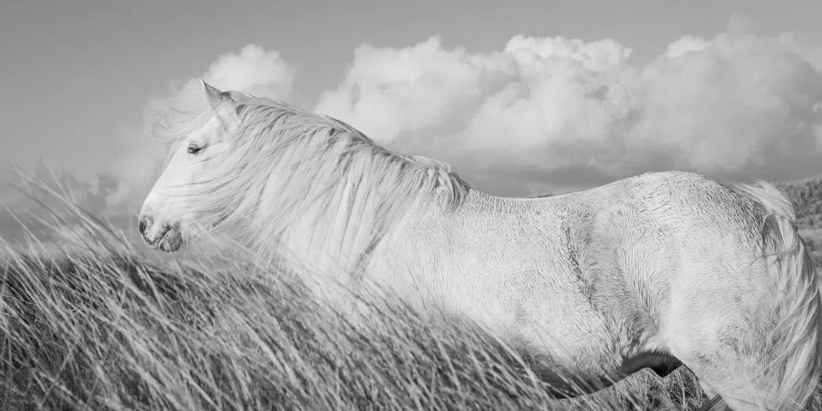 The White Horses of Luskentyre I, by Carys Jones-PurePhoto
