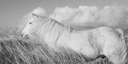 The White Horses of Luskentyre I, by Carys Jones-PurePhoto