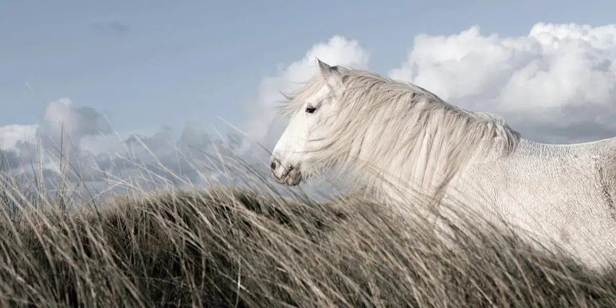 The White Horses of Luskentyre II, by Carys Jones-PurePhoto