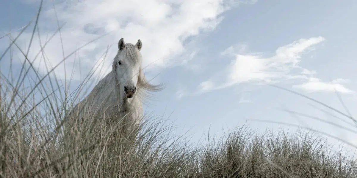 The White Horses of Luskentyre IV, by Carys Jones-PurePhoto