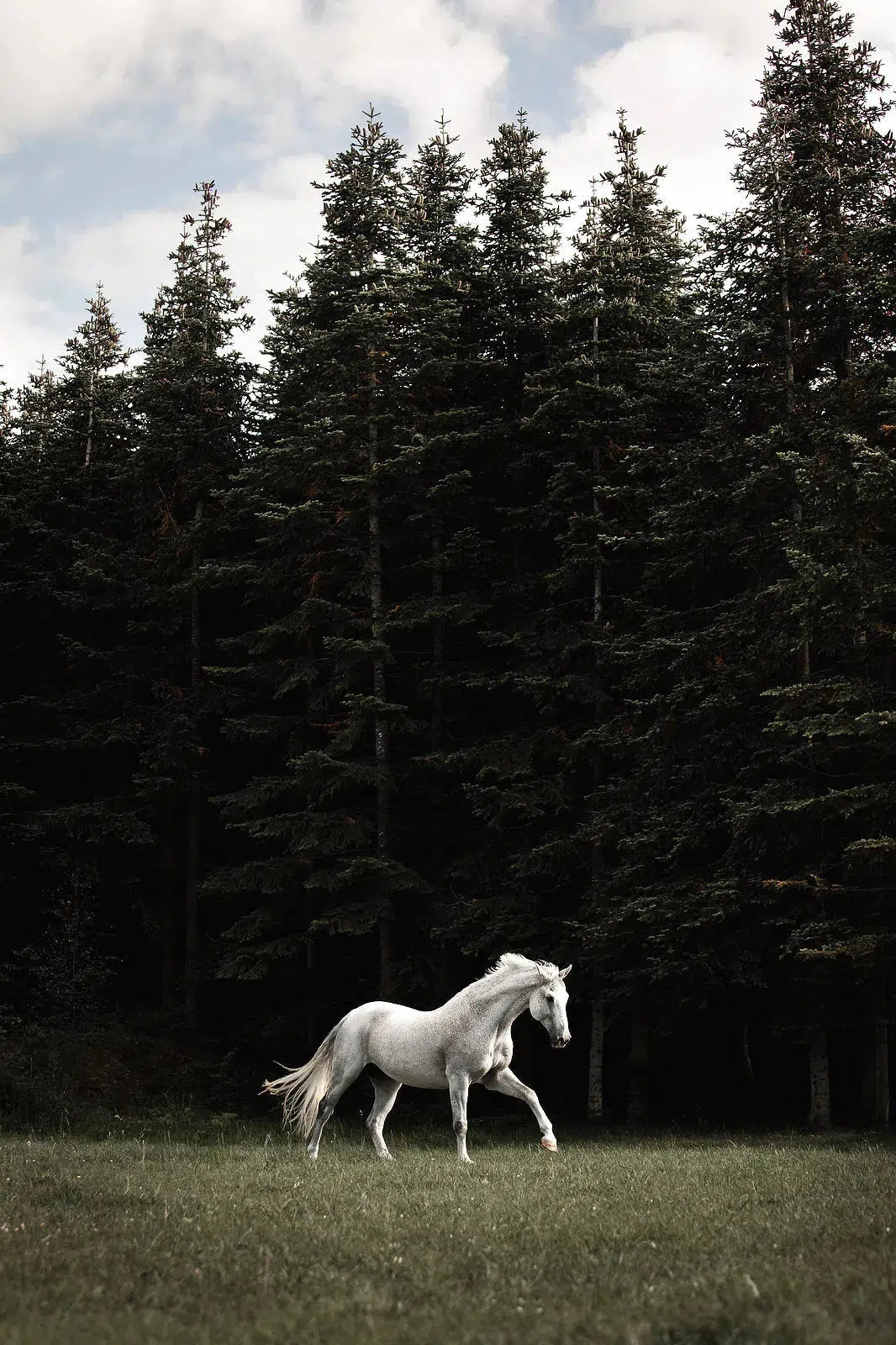 The White Unicorn, by Anna Archinger-PurePhoto