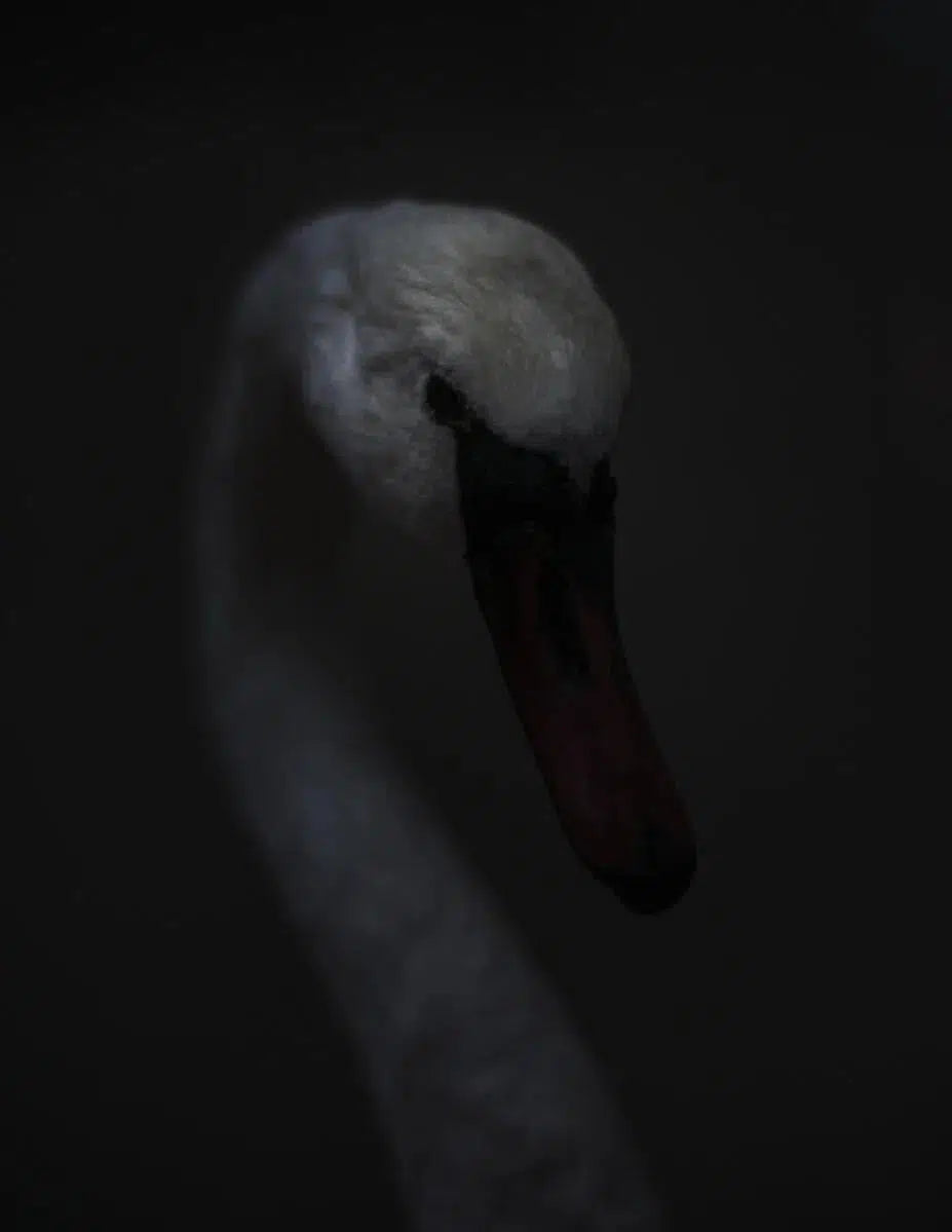 The wild form 1, by Maxim Mjödov-PurePhoto