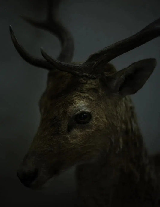 The wild form 5, by Maxim Mjödov-PurePhoto