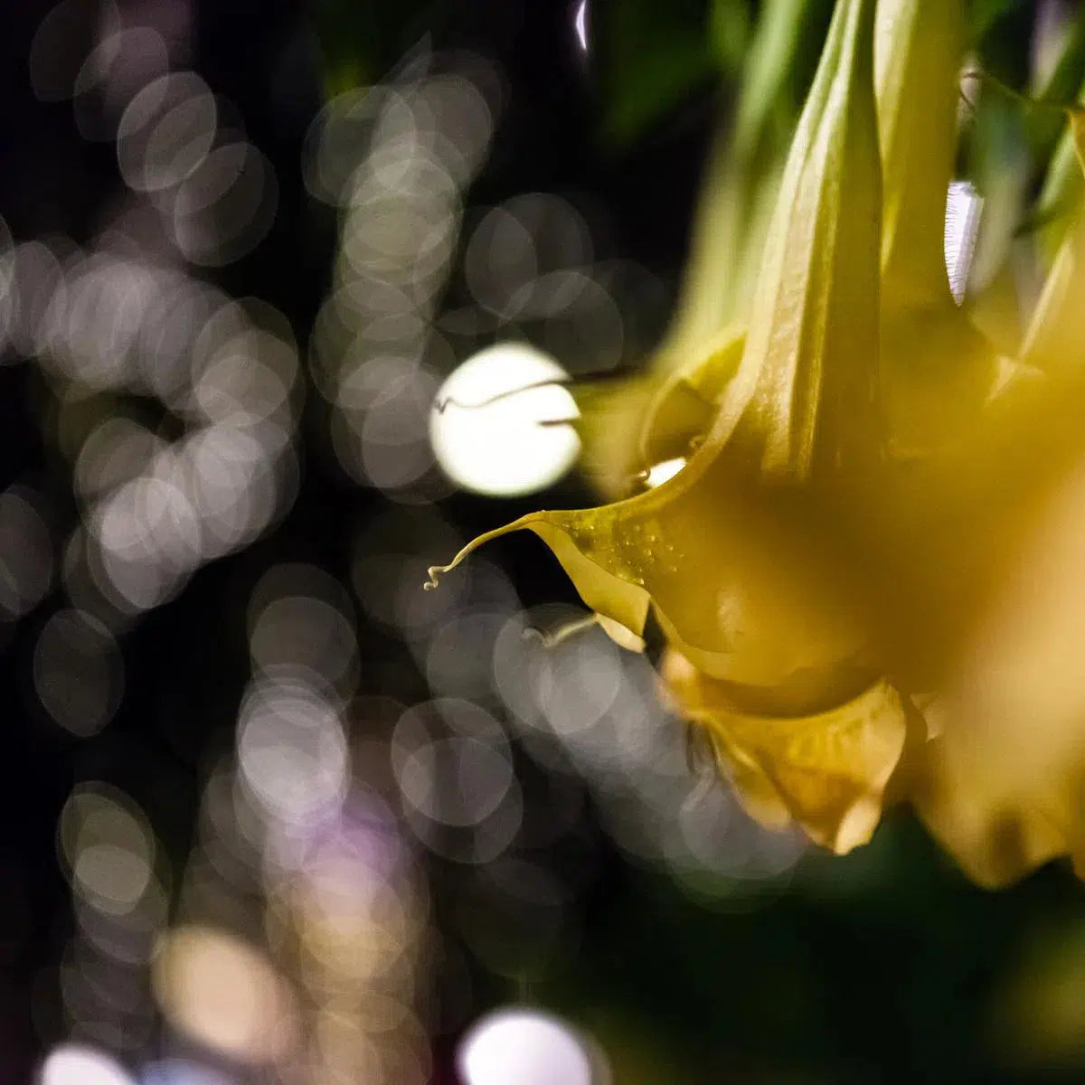 Things I Live For, by Jeremy Brooks-PurePhoto