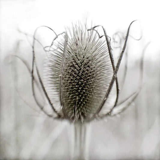 Thistle, by Ann Dahlgren-PurePhoto