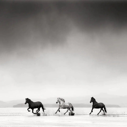 Three Horses, Iceland, by Jonathan Chritchley-PurePhoto