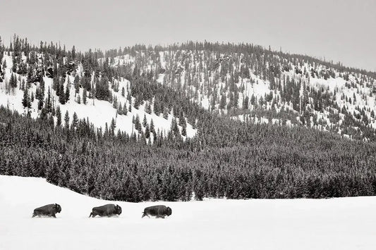 Thunder of the Plains, by Drew Doggett-PurePhoto