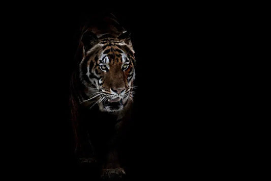 Tiger Coming, by Michael Duva-PurePhoto