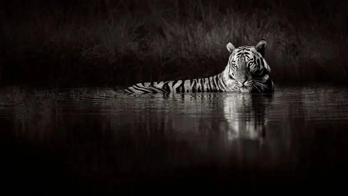 Tiger's Retreat, by Drew Doggett-PurePhoto