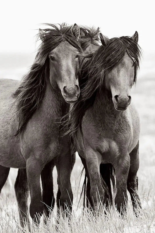 Titans, by Drew Doggett-PurePhoto
