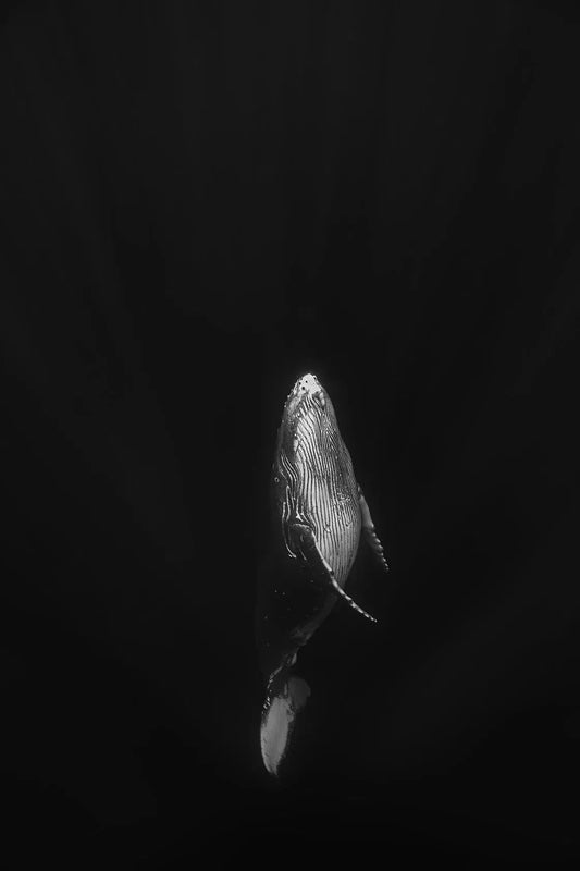 Tonga 2, by Daniel Weiss-PurePhoto