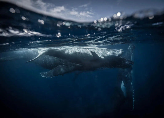 Tonga 5, by Daniel Weiss-PurePhoto