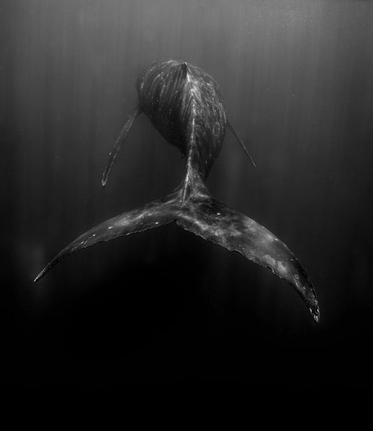 Tonga 6, by Daniel Weiss-PurePhoto