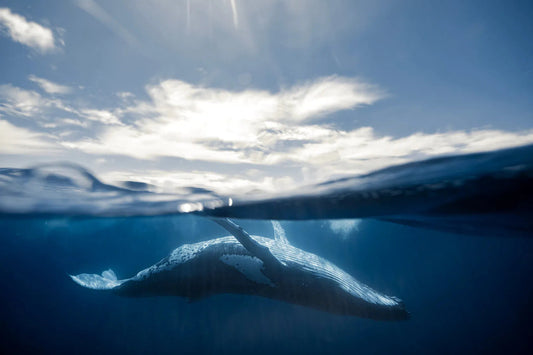 Tonga 7, by Daniel Weiss-PurePhoto