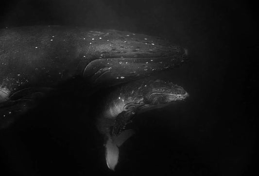 Tonga 8, by Daniel Weiss-PurePhoto