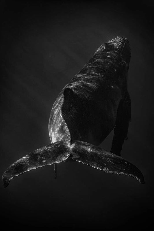 Tonga 9, by Daniel Weiss-PurePhoto