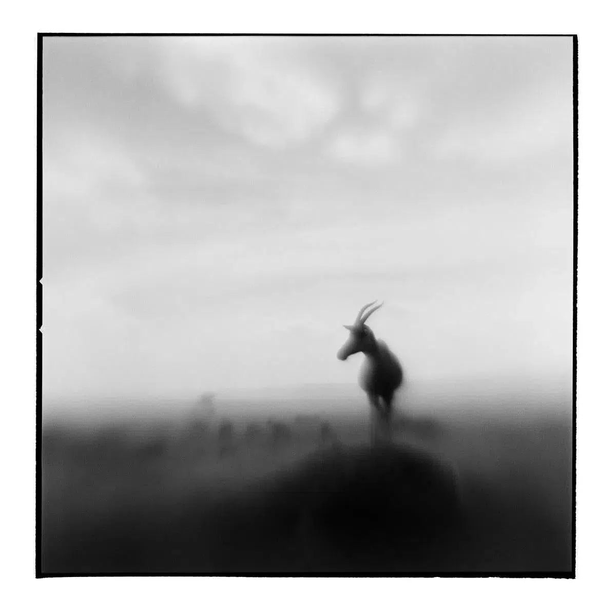 Topi Antelope II, by Paul Souders-PurePhoto
