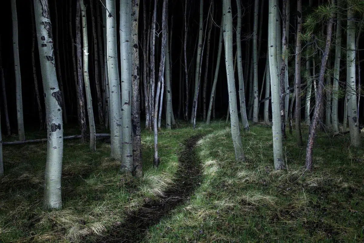 Trail through the Birch, by Garret Suhrie-PurePhoto