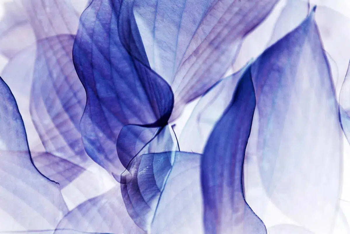 Translucent nature, by Eiwy Ahlund-PurePhoto