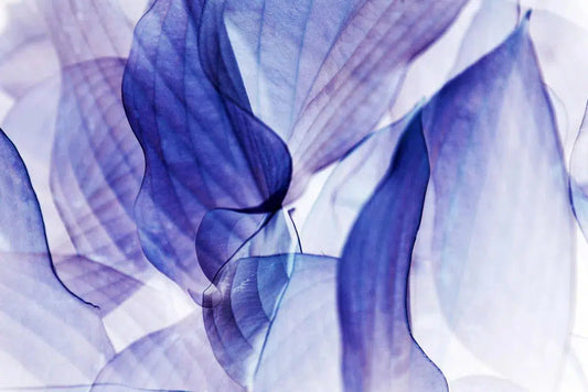 Translucent nature, by Eiwy Ahlund-PurePhoto