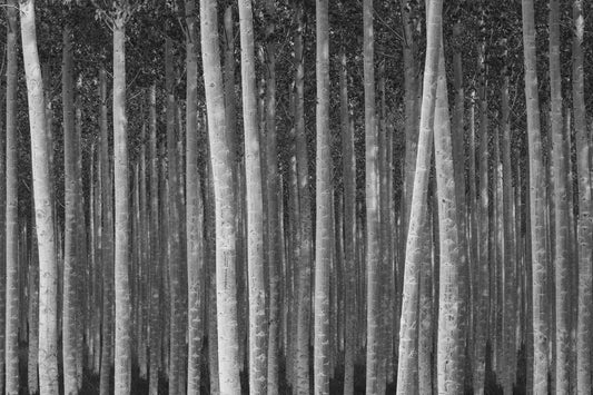 Tree Farm #14, by Paul Edmondson-PurePhoto
