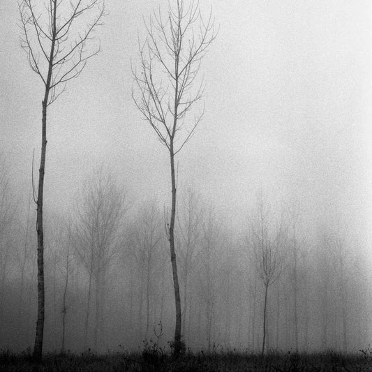 Tree Mist, by Andrea Buzzichelli-PurePhoto